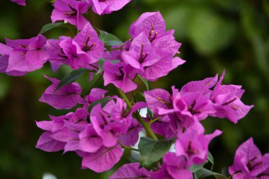 Yeşil yapraklı güzel begonviller. Bougainvillea mor çiçeğinin yakın görüntüsü. Çiçek açan Mor Bougainvillea çiçeği. Seçici Odaklanma