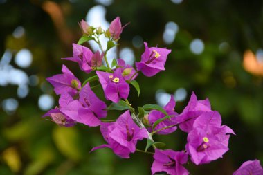 Yeşil yapraklı güzel begonviller. Bougainvillea mor çiçeğinin yakın görüntüsü. Çiçek açan Mor Bougainvillea çiçeği. Seçici Odaklanma