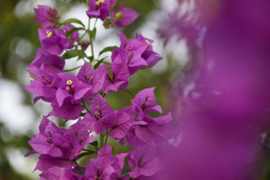 Yeşil yapraklı güzel begonviller. Bougainvillea mor çiçeğinin yakın görüntüsü. Çiçek açan Mor Bougainvillea çiçeği. Seçici Odaklanma