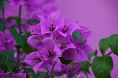 Çiçek açan Mor Bougainvillea çiçeği öğrenci arka planında izole edilmiş. Bougainvillea mor çiçeğinin yakın görüntüsü. Tasarımcılar için renkli mor çiçek dokusu ve arkaplanı.