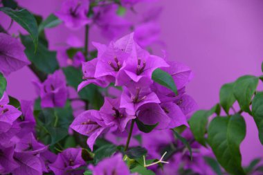 Çiçek açan Mor Bougainvillea çiçeği öğrenci arka planında izole edilmiş. Bougainvillea mor çiçeğinin yakın görüntüsü. Tasarımcılar için renkli mor çiçek dokusu ve arkaplanı.