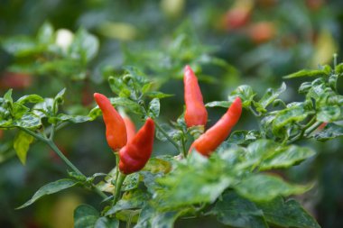 Kırmızı biberi ağaca yakın tut, bahçede yeşil biber yetişir. Seçilene odaklan