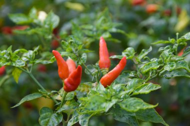 Kırmızı biberi ağaca yakın tut, bahçede yeşil biber yetişir. Seçilene odaklan