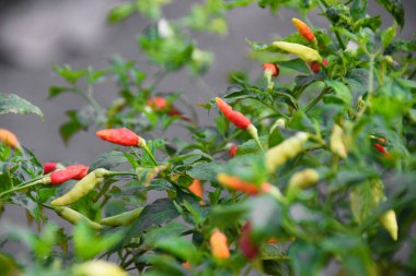 Ağaçta kırmızı ve yeşil biber, bahçede yeşil biber yetişiyor. Seçilene odaklan