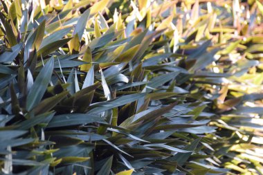 Tradescantia spathacea, yaprağın tabanı gövdeyi kaplayan bir kılıf. Mor kırmızı rengin altında yeşil yapraklar, tıbbi özellikler için bitki, zambak, istiridye zambağı, istiridye çiçeği, istiridye çiçeği.