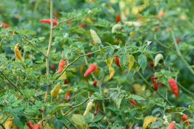 Ağaçta kırmızı ve yeşil biber, bahçede yeşil biber yetişiyor. Seçilene odaklan