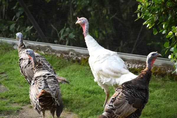 Bir grup güzel hindi kuşu (Meleagris) yeşil çimenli tel bir kafeste..