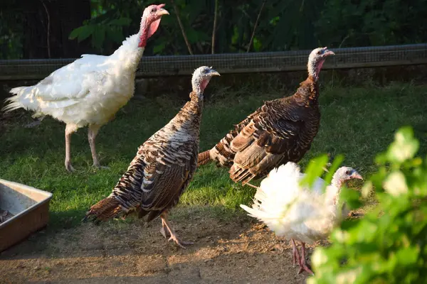 Bir grup güzel hindi kuşu (Meleagris) yeşil çimenli tel bir kafeste..