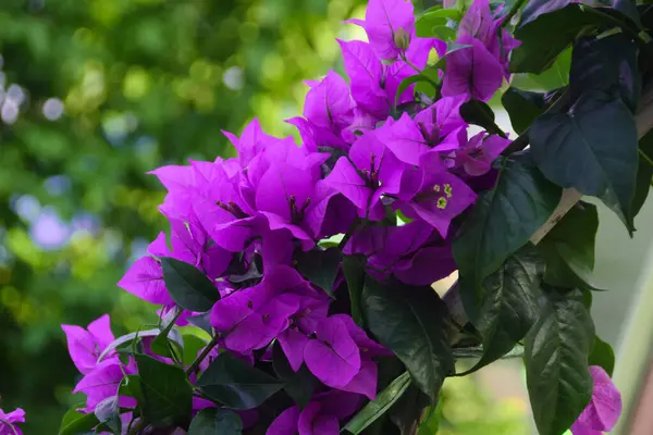 stock image Beautiful bougainvillea flowers with green leaves. Close up view of bougainvillea purple flower. Blooming Purple Bougainvillea flower. Selective Focus