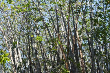 Asya Bambu Ormanı, Kara bambu (Gigantochloa atroviolacea).