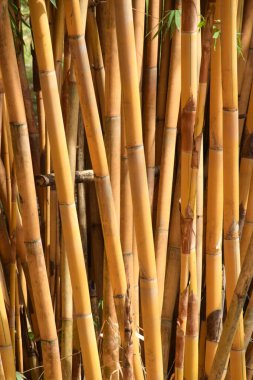 Bambuya yakın çekim. Sarı bambu gövdeleri. Bambu bitkisi tropikal ağaç dalları