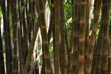 Asian Bamboo forest, Black bamboo (Gigantochloa atroviolacea). Natural background of the forest Bamboo trees clipart