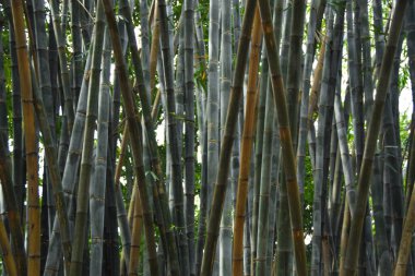 Asya Bambu Ormanı, Kara bambu (Gigantochloa atroviolacea). Ormanın doğal arka planı Bambu ağaçları