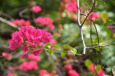 Çiçek açan pembe Bougainvillea çiçeği (Bougainvillea Glabra). Seçici Odaklanma