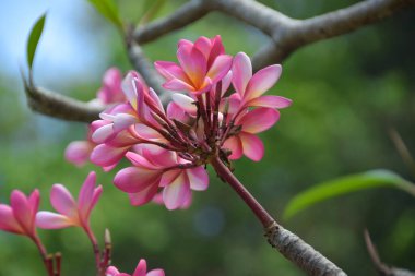 Bahçedeki güzel pembe pembemsi çiçeklere yakın bir yerde. Ağaçta pembe frangipani çiçekleri var. Seçici Odaklanma