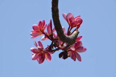 Close up of a cluster Beautiful Pink plumeria flowers in the garden. Pink frangipani flowers on the tree. Selective Focus clipart