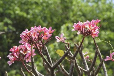 Close up of a cluster Beautiful Pink plumeria flowers in the garden. Pink frangipani flowers on the tree. Selective Focus clipart