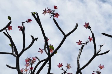 Bahçedeki güzel pembe pembemsi çiçeklere yakın bir yerde. Ağaçta pembe frangipani çiçekleri var. Seçici Odaklanma