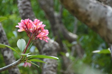 Bahçedeki güzel pembe pembemsi çiçeklere yakın bir yerde. Ağaçta pembe frangipani çiçekleri var. Seçici Odaklanma