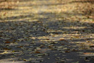 Asfalttaki sarı yapraklar. Renkli yapraklar yola dökülüyor. Sonbahar arkaplanı. Seçici Odaklanma