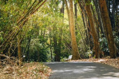 Milli parkın ortasındaki yol Asphalt Yolu 'ndaki ağaçlarla doludur.