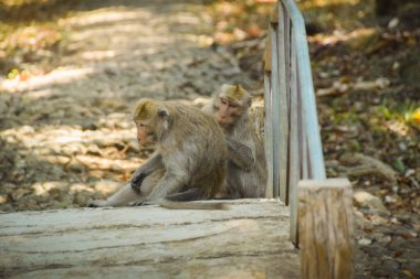 Macaca fascicularis (uzun kuyruklu maymun). Uzun kuyruklu maymunun detaylarını kapat. Maymunlar ulusal parkta dolaşıyorlar.