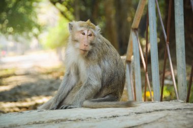 Macaca fascicularis (uzun kuyruklu maymun). Uzun kuyruklu maymunun detaylarını kapat. Maymunlar ulusal parkta dolaşıyorlar.