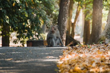 Macaca fascicularis (uzun kuyruklu maymun). Uzun kuyruklu maymunun detaylarını kapat. Maymunlar ulusal parkta dolaşıyorlar.