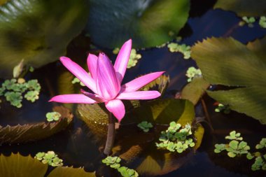 Yaz Lotus Gölü 'ndeki Lotus. Lotus çiçeği (Nelumbo, Nelumbo nucifera, Nelumbo komarovii).