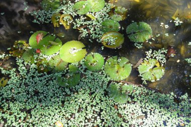 Lotus yapraklarının en üst manzarası