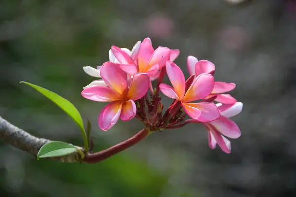 Bahçedeki güzel pembe pembemsi çiçeklere yakın bir yerde. Ağaçta pembe frangipani çiçekleri var. Seçici Odaklanma