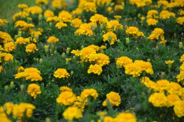 Bahçede çiçek açan kadife çiçekleri. Güzel, parlak sarı kadife çiçeği tarlası. Kadife çiçeği bahçesinde çiçek açan bitkiler.