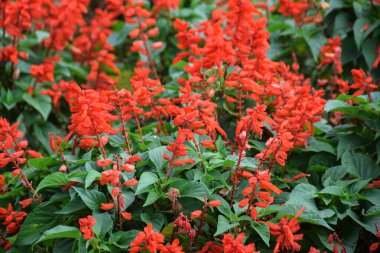 Salvia Splendens ya da Scarlet Sage olarak da bilinen çiçek açan kırmızı Salvia çiçekleri.