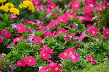 Beautiful pink Petunia or Surfinia flowers blooming in garden. Petunia Merlin Rose clipart