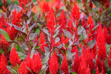 Bahçede açan kırmızı Celosia Plumosa çiçekleri. Seçici Odaklanma