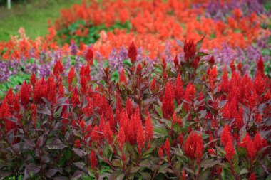 Bahçede açan kırmızı Celosia Plumosa çiçekleri. Seçici Odaklanma