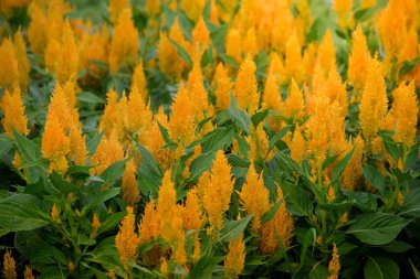 Yellow Celosia Plumosa flowers blooming in garden. Selective Focus clipart