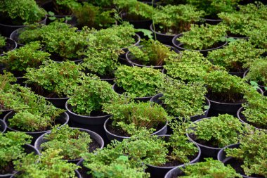 Papua otu ya da kebar otu, Batı Papua 'da yetişen bir şifalı bitkidir. Saksıda süslü bitkiler