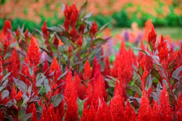 Bahçede açan kırmızı Celosia Plumosa çiçekleri. Seçici Odaklanma