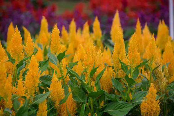 Sarı Celosia Plumosa çiçekleri bahçede çiçek açıyor. Seçici Odaklanma