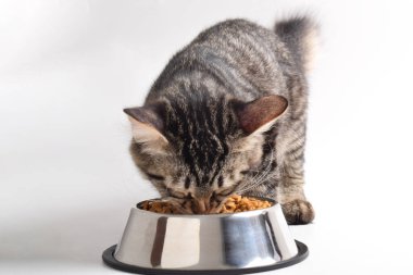 Tekir kedisi paslanmaz çelik kaseden kuru yiyecek yiyor. Bebek kedi evde çocuk maması yiyor.