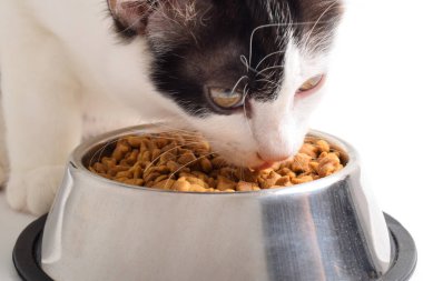 Şirin kedi yavrusu paslanmaz çelik kaseden kuru yiyecek yiyor. Yavru kedi evde ya da evde çocuk maması yiyor..