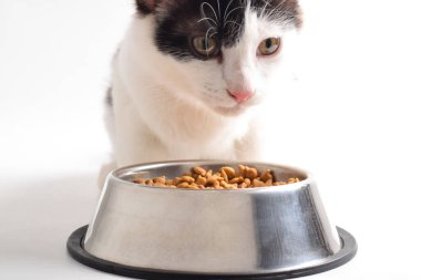 Şirin kedi yavrusu paslanmaz çelik kaseden kuru yiyecek yiyor. Yavru kedi evde ya da evde çocuk maması yiyor..