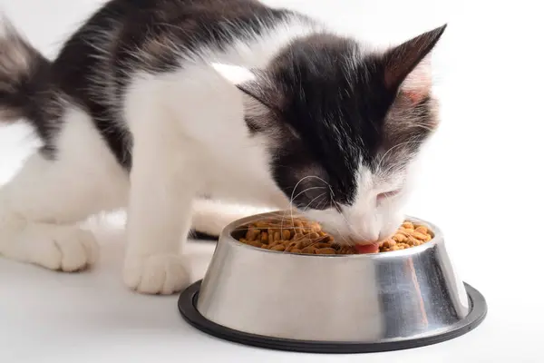 Şirin kedi yavrusu paslanmaz çelik kaseden kuru yiyecek yiyor. Yavru kedi evde ya da evde çocuk maması yiyor..