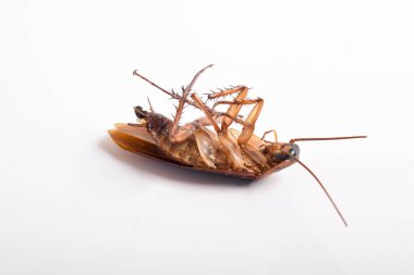 Sırtüstü uzanan ölü hamamböceğinin beyaz arka planda izole edilmiş hali.