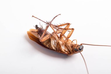 Sırtüstü uzanan ölü hamamböceğinin beyaz arka planda izole edilmiş hali.