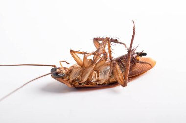 Sırtüstü uzanan ölü hamamböceğinin beyaz arka planda izole edilmiş hali.