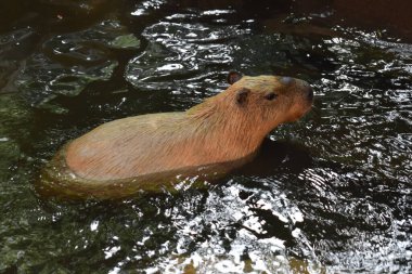 Capybara (Hydrochoerus hydrochaeris) bathing in a zoo clipart