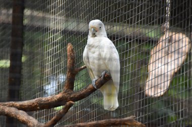 Ağacın dalındaki güzel papağan.