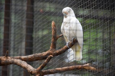 Ağacın dalındaki güzel papağan.